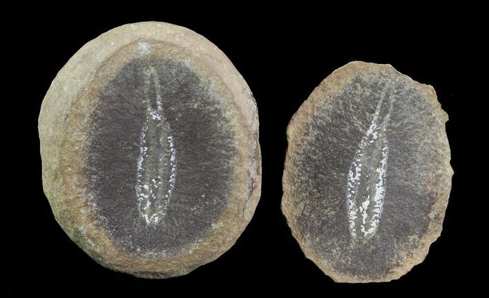 Didontogaster Fossil Worm (Pos/Neg) - Mazon Creek #70591